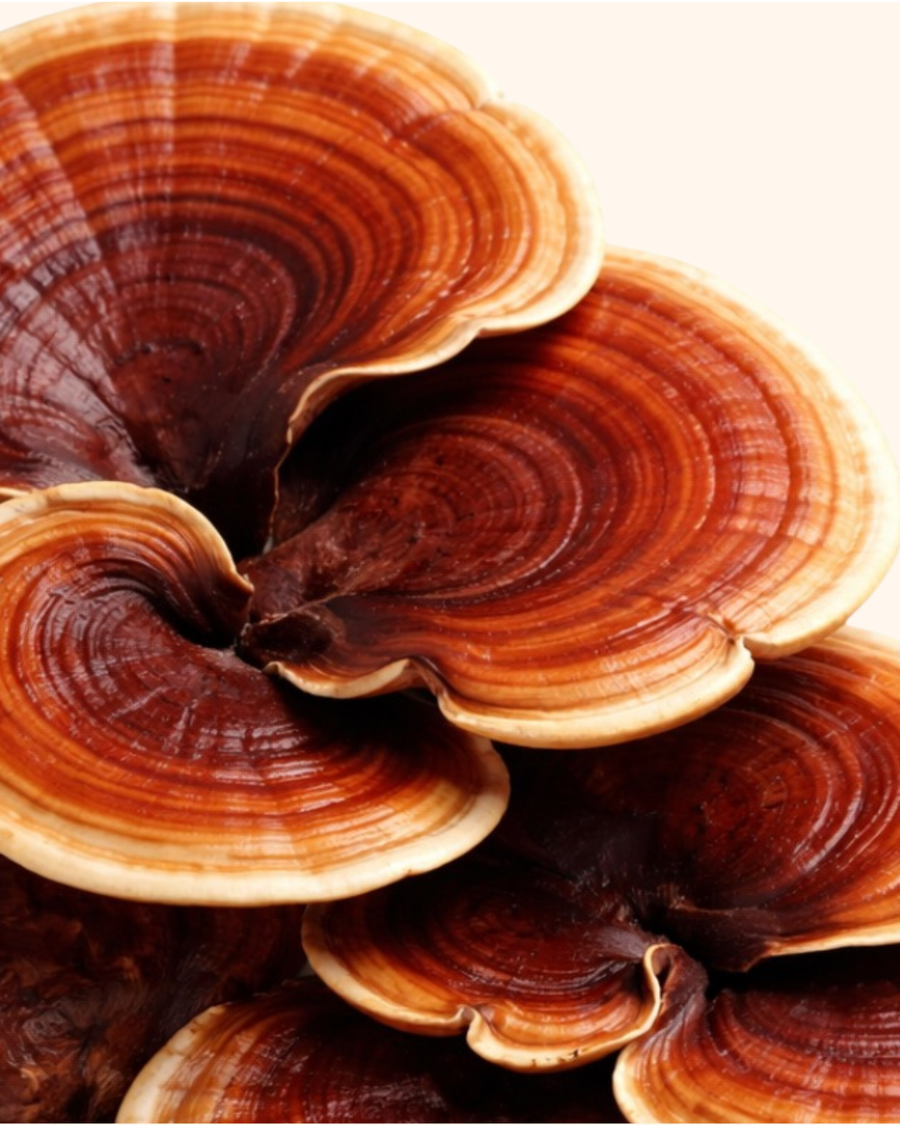 Reishi