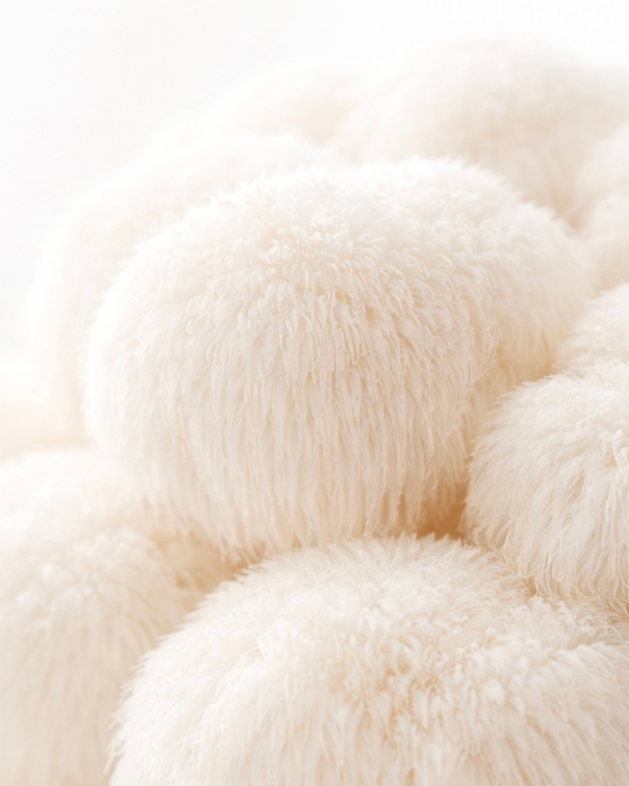 Lion's Mane
